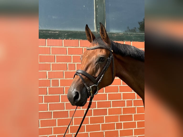 Hannoveraan Merrie 7 Jaar 170 cm Donkerbruin in Langelsheim