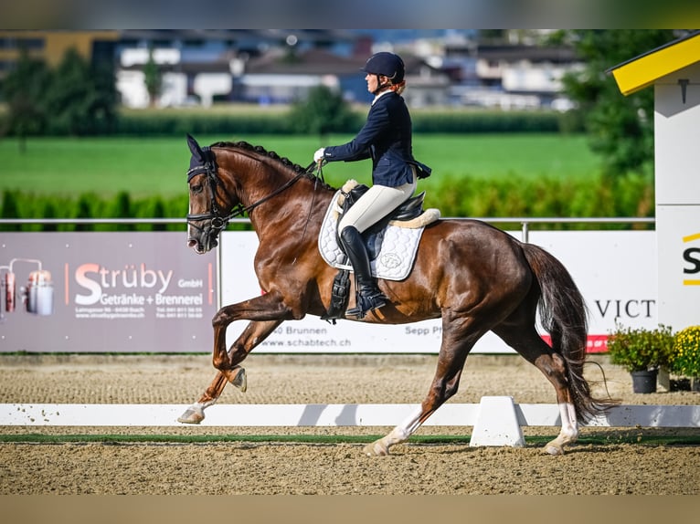 Hannoveraan Merrie 7 Jaar 170 cm Donkere-vos in Luzern