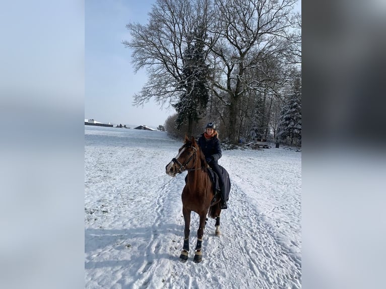 Hannoveraan Merrie 7 Jaar 170 cm Donkere-vos in Luzern