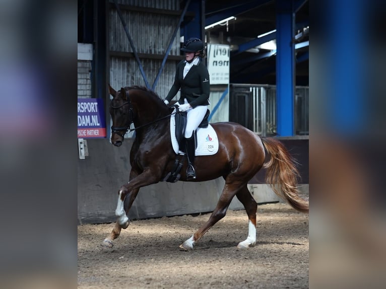 Hannoveraan Merrie 7 Jaar 170 cm Donkere-vos in Borgercompagnie