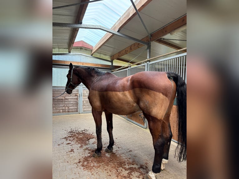 Hannoveraan Merrie 7 Jaar 170 cm Lichtbruin in Meddersheim