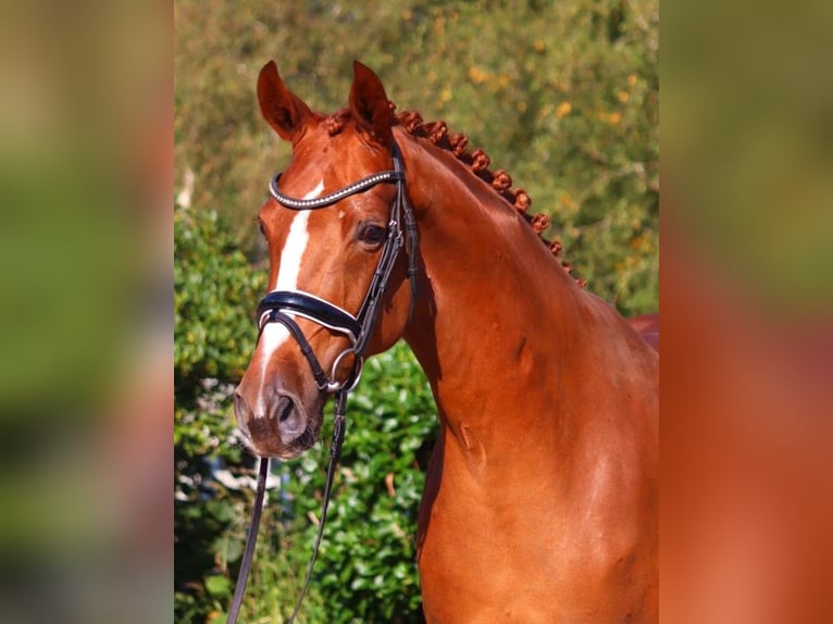 Hannoveraan Merrie 7 Jaar 170 cm Vos in Selsingen