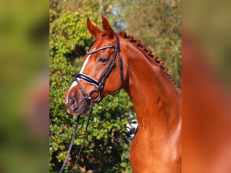 Hannoveraan Merrie 7 Jaar 170 cm Vos in Selsingen