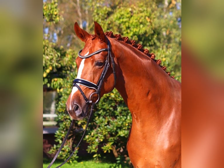 Hannoveraan Merrie 7 Jaar 170 cm Vos in Selsingen