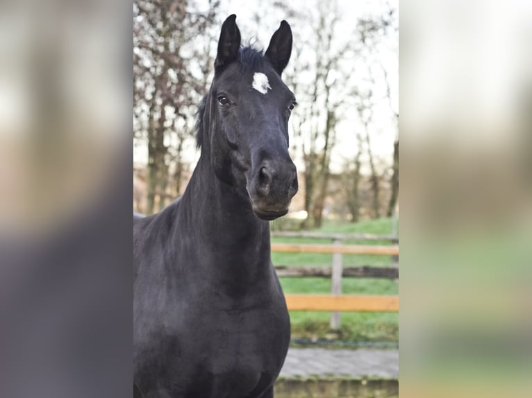 Hannoveraan Merrie 7 Jaar 170 cm Zwart in Leichlingen