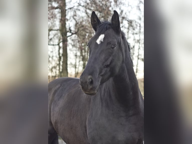 Hannoveraan Merrie 7 Jaar 170 cm Zwart in Leichlingen