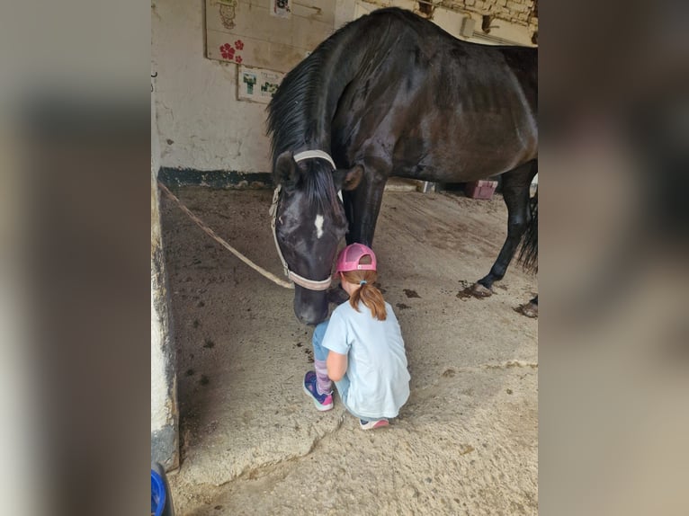 Hannoveraan Merrie 7 Jaar 170 cm Zwart in Rabensburg