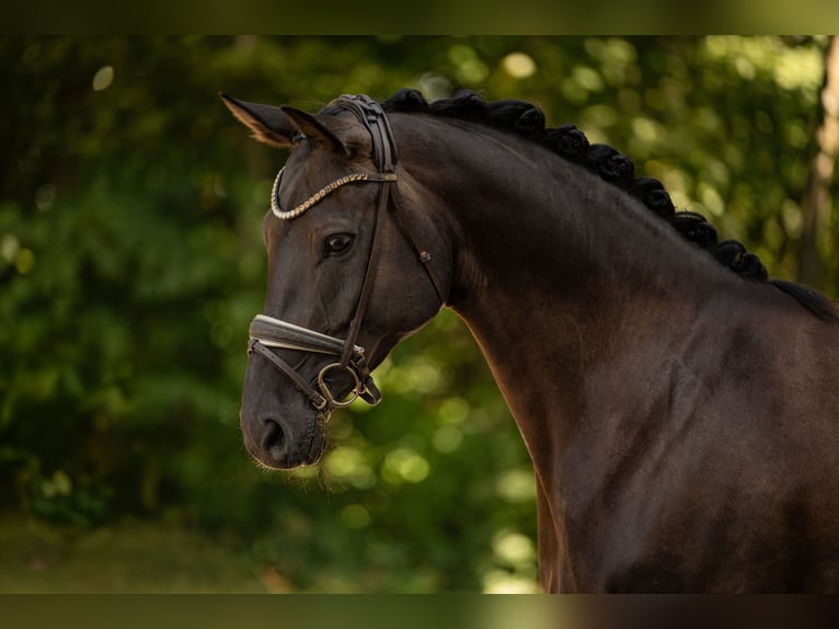 Hannoveraan Merrie 7 Jaar 170 cm Zwartbruin in Wehringen