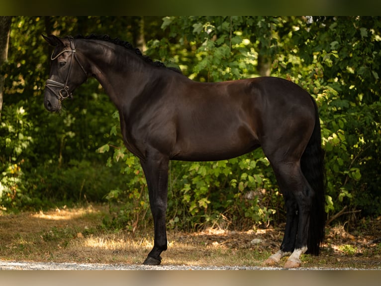 Hannoveraan Merrie 7 Jaar 170 cm Zwartbruin in Wehringen