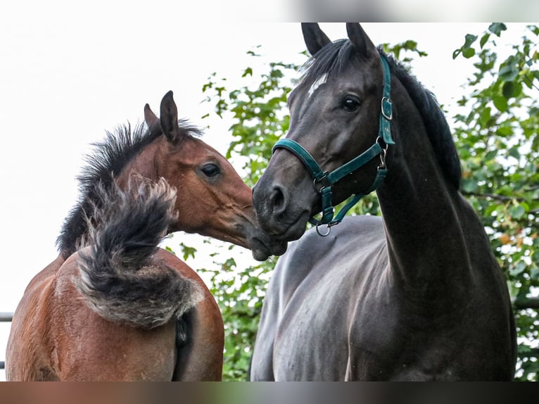Hannoveraan Merrie 7 Jaar 170 cm Zwartbruin in Glaubitz