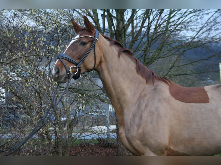 Hannoveraan Merrie 7 Jaar 171 cm Donkere-vos in Springe