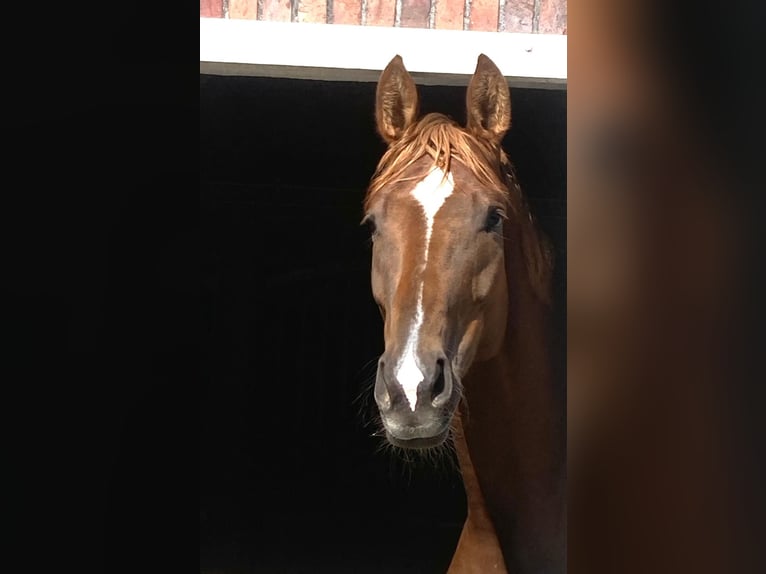 Hannoveraan Merrie 7 Jaar 171 cm Donkere-vos in Sulingen
