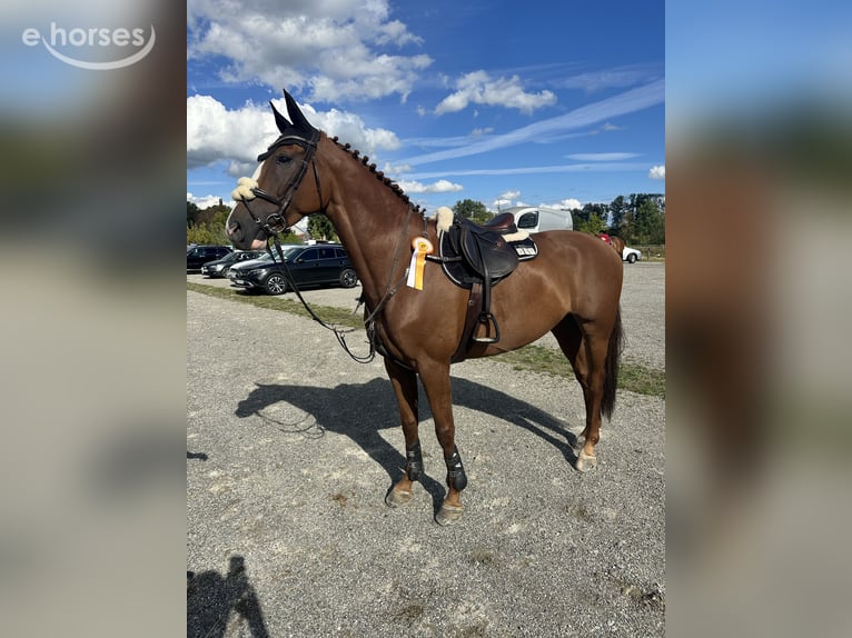Hannoveraan Merrie 7 Jaar 171 cm Vos in FriedrichshafenFriedrichshafen