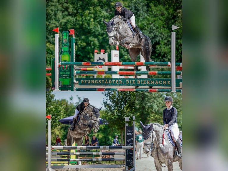 Hannoveraan Merrie 7 Jaar 172 cm Appelschimmel in Wächtersbach