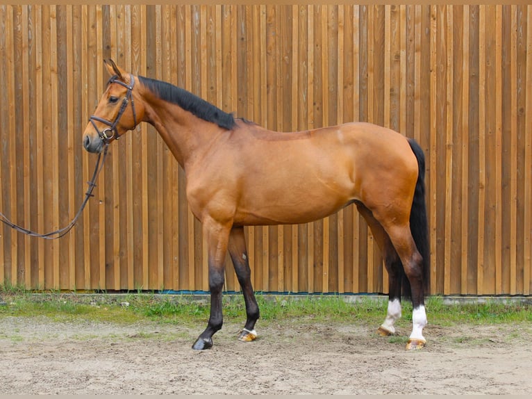 Hannoveraan Merrie 7 Jaar 172 cm Bruin in Uetze