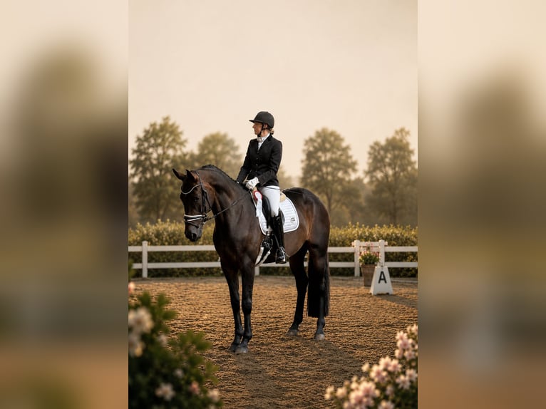 Hannoveraan Merrie 7 Jaar 172 cm Donkerbruin in Neuhaus an der Oste