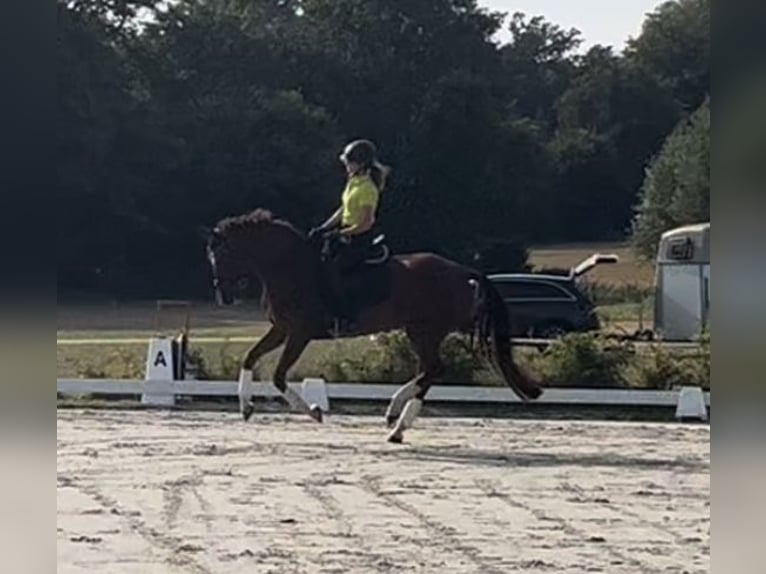 Hannoveraan Merrie 7 Jaar 172 cm Donkere-vos in Harmsdorf