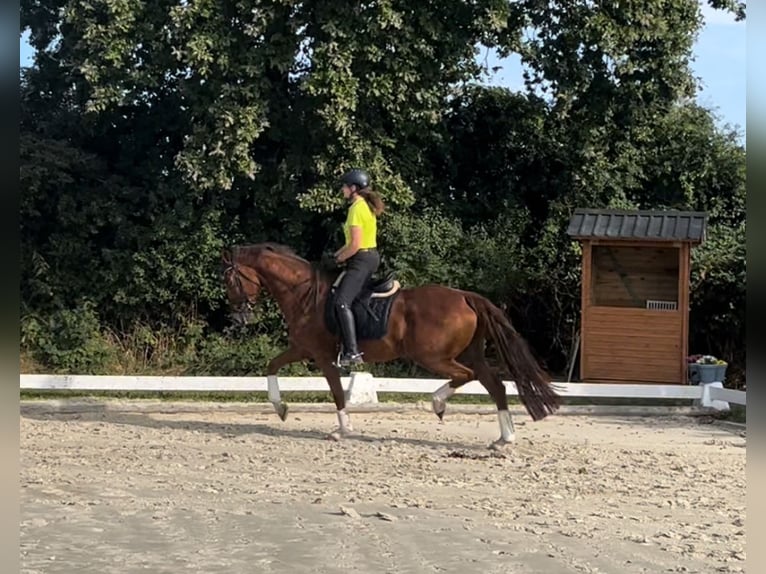 Hannoveraan Merrie 7 Jaar 172 cm Donkere-vos in Harmsdorf