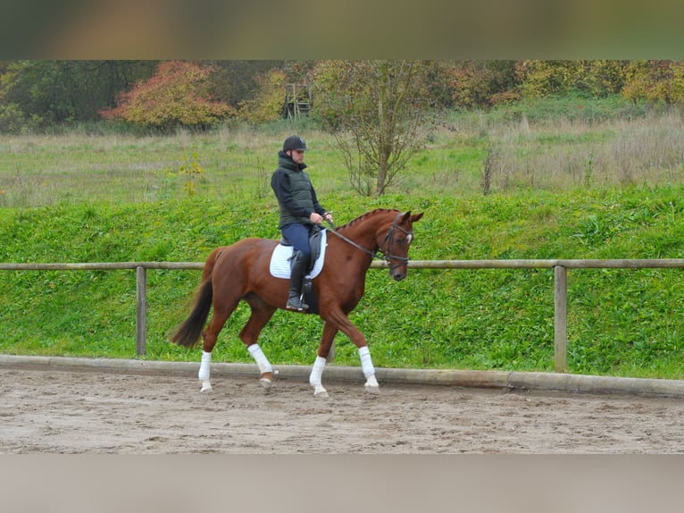 Hannoveraan Merrie 7 Jaar 172 cm Vos in Wellheim