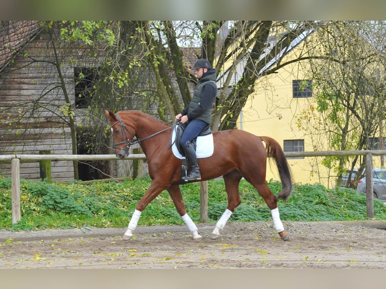 Hannoveraan Merrie 7 Jaar 172 cm Vos in Wellheim