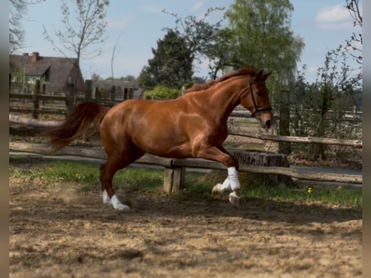 Hannoveraan Merrie 7 Jaar 172 cm Vos in Lüneburg