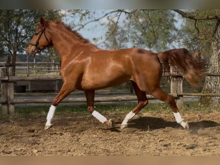 Hannoveraan Merrie 7 Jaar 172 cm Vos in Lüneburg