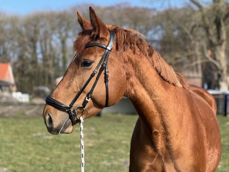 Hannoveraan Merrie 7 Jaar 172 cm Vos in Beverstedt