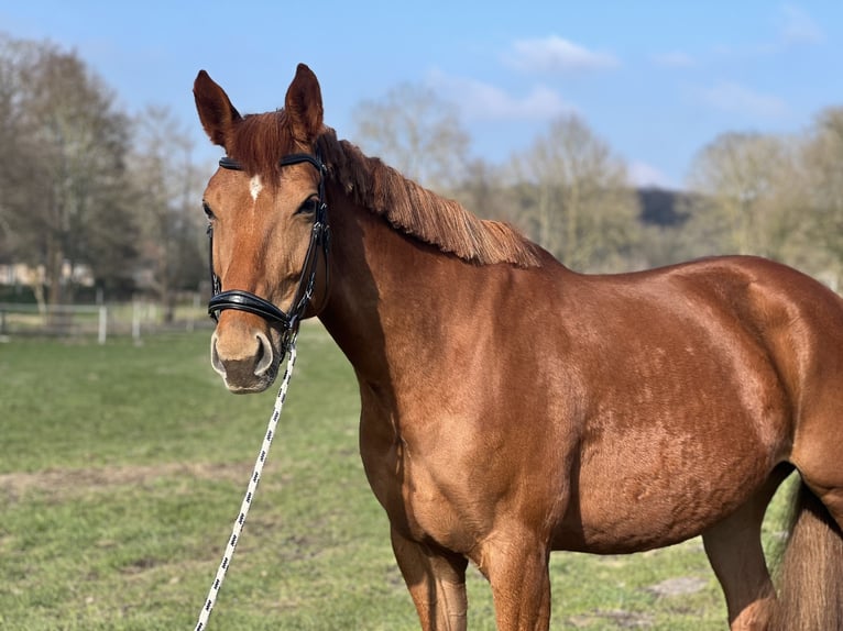 Hannoveraan Merrie 7 Jaar 172 cm Vos in Beverstedt