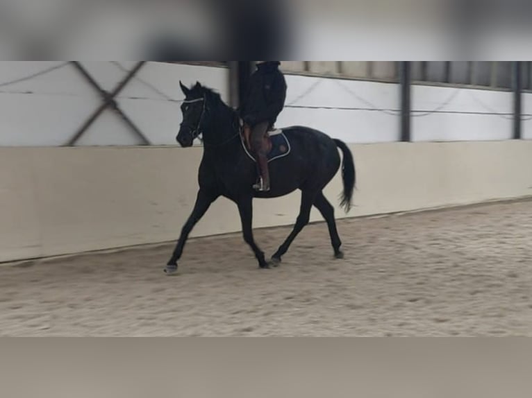Hannoveraan Merrie 7 Jaar 172 cm Zwart in Noertzange