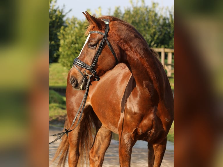 Hannoveraan Merrie 7 Jaar 173 cm Donkere-vos in Isernhagen