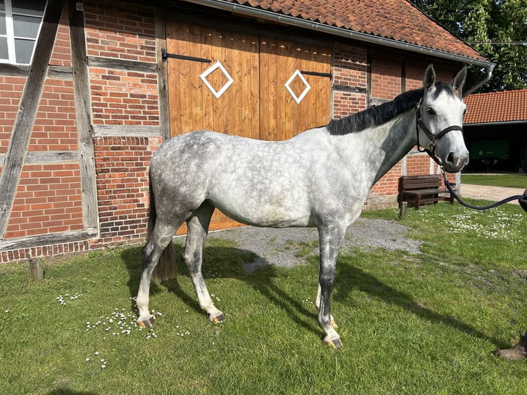 Hannoveraan Merrie 7 Jaar 173 cm Schimmel in Wedemark