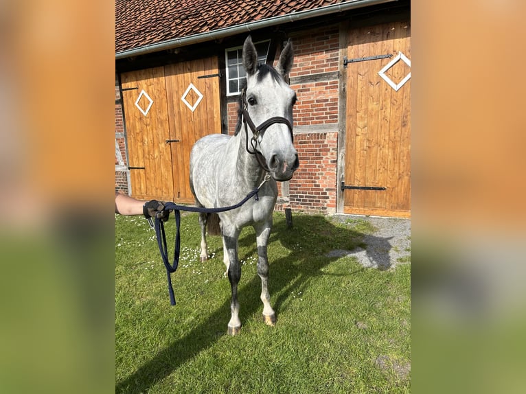 Hannoveraan Merrie 7 Jaar 173 cm Schimmel in Wedemark