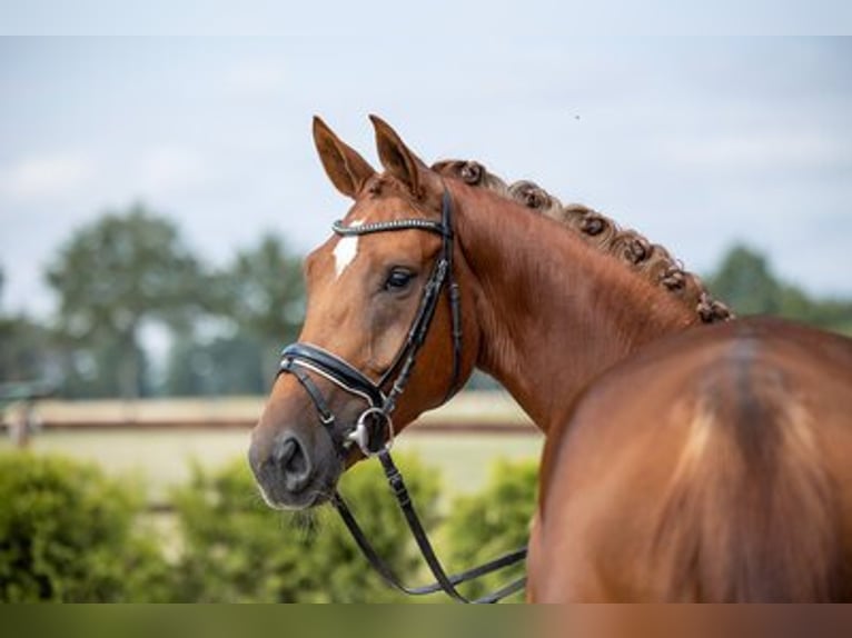 Hannoveraan Merrie 7 Jaar 173 cm Vos in Kathendorf