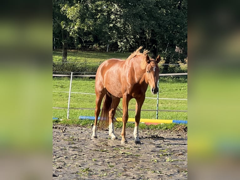 Hannoveraan Merrie 7 Jaar 173 cm Vos in Beverstedt