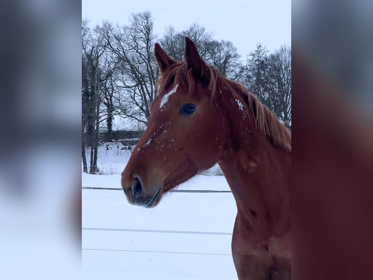 Hannoveraan Merrie 7 Jaar 173 cm Vos in Beverstedt