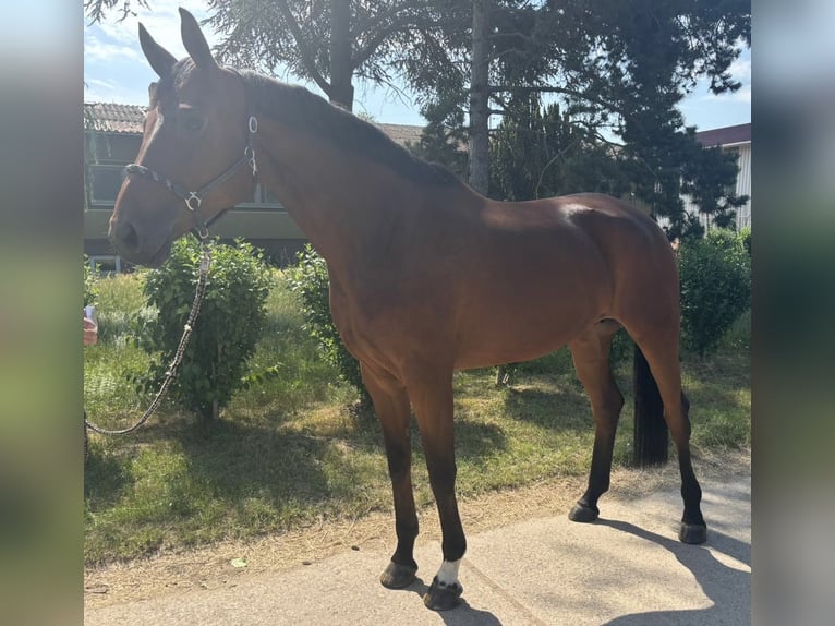 Hannoveraan Merrie 7 Jaar 174 cm Bruin in Bischofsheim