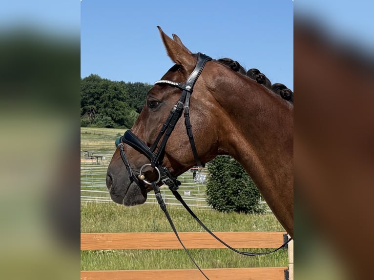 Hannoveraan Merrie 7 Jaar 174 cm Donkere-vos in Straubenhardt