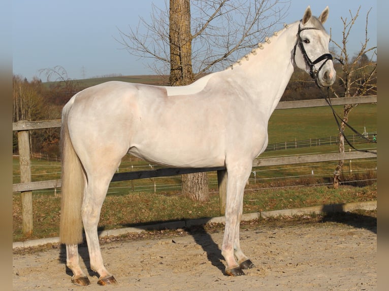 Hannoveraan Merrie 7 Jaar 174 cm Schimmel in Bad Dürrheim