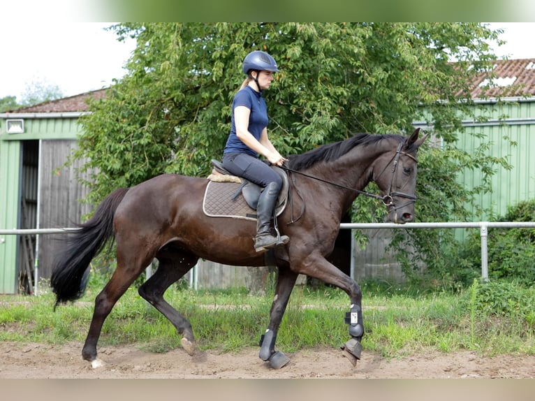 Hannoveraan Merrie 7 Jaar 174 cm Zwart in Dannenberg (Elbe) Nebenstedt