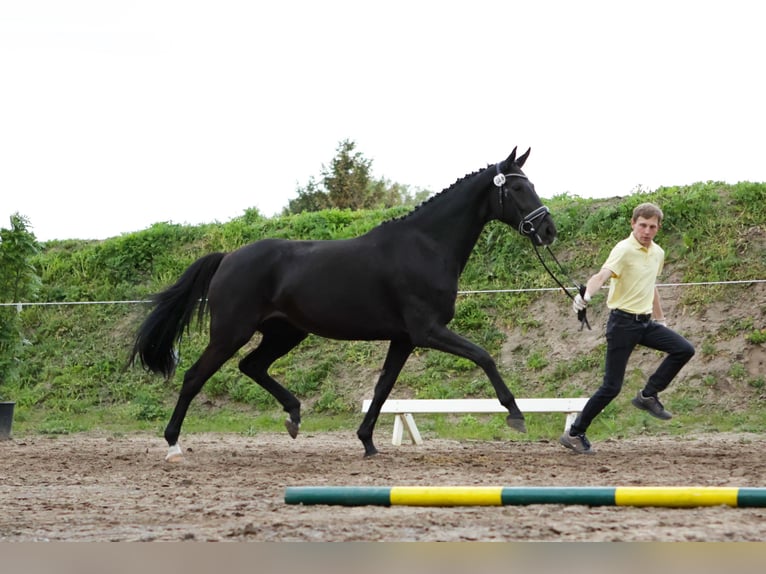 Hannoveraan Merrie 7 Jaar 174 cm Zwart in Dannenberg (Elbe) Nebenstedt