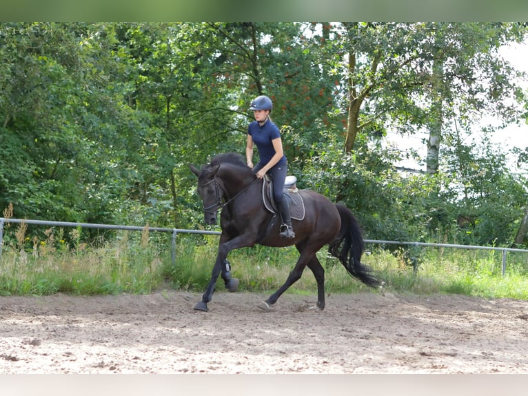 Hannoveraan Merrie 7 Jaar 174 cm Zwart in Dannenberg (Elbe) Nebenstedt