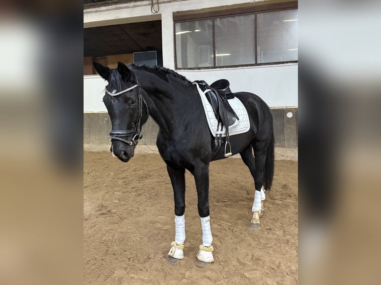 Hannoveraan Merrie 7 Jaar 174 cm Zwart in Anschau