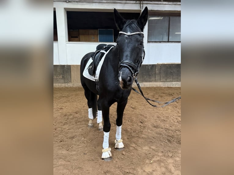 Hannoveraan Merrie 7 Jaar 174 cm Zwart in Anschau