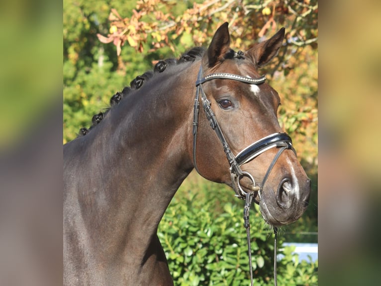 Hannoveraan Merrie 7 Jaar 175 cm Donkerbruin in Selsingen