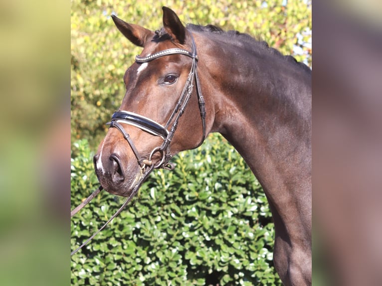 Hannoveraan Merrie 7 Jaar 175 cm Donkerbruin in Selsingen