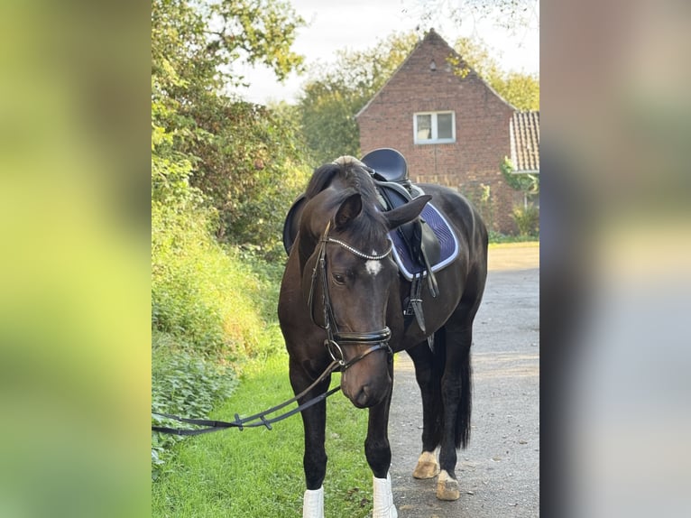 Hannoveraan Merrie 7 Jaar 175 cm Donkerbruin in Rommerskirchen