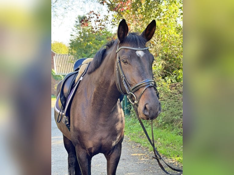 Hannoveraan Merrie 7 Jaar 175 cm Donkerbruin in Rommerskirchen