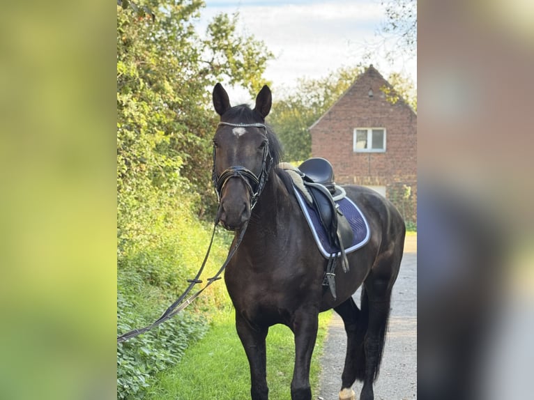 Hannoveraan Merrie 7 Jaar 175 cm Donkerbruin in Rommerskirchen