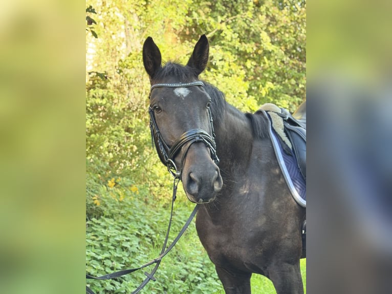 Hannoveraan Merrie 7 Jaar 175 cm Donkerbruin in Rommerskirchen