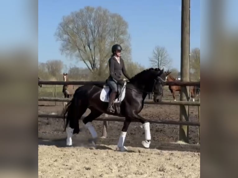 Hannoveraan Merrie 7 Jaar 175 cm Zwart in Hamm